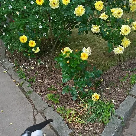 Landpension Haupt 3* Sebnitz