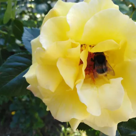 Landpension Haupt Sebnitz