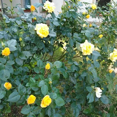 Guest house Landpension Haupt