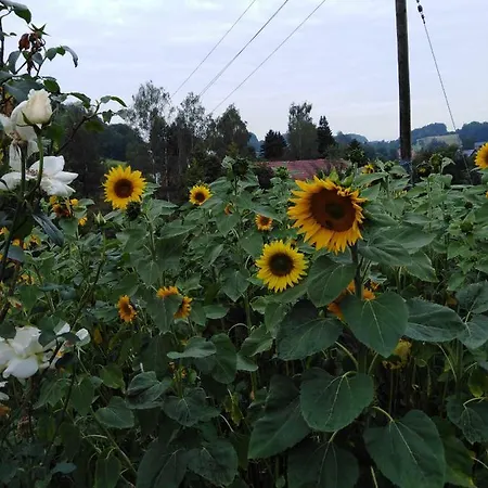 Landpension Haupt 3* Sebnitz