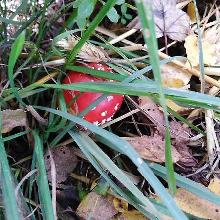 Guest house Landpension Haupt Sebnitz