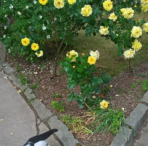 Landpension Haupt 3* Sebnitz