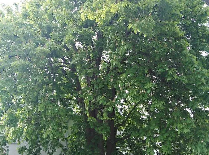 Landpension Haupt Gasthuis