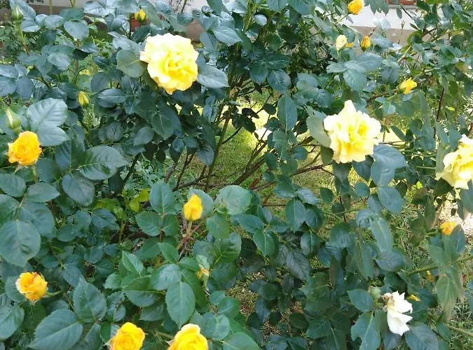 Gasthuis Landpension Haupt