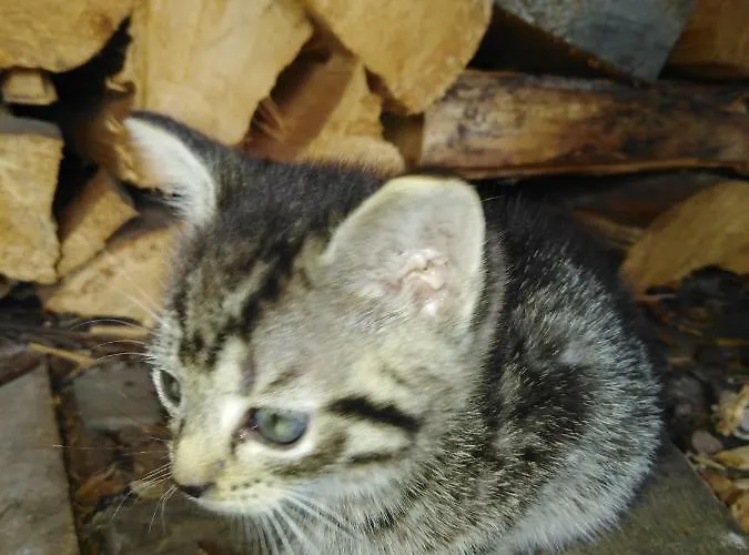 Landpension Haupt Sebnitz