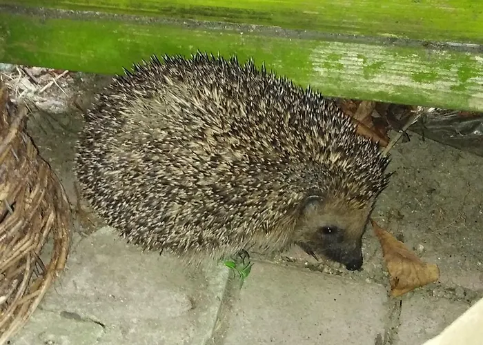 Gasthuis Landpension Haupt 3*