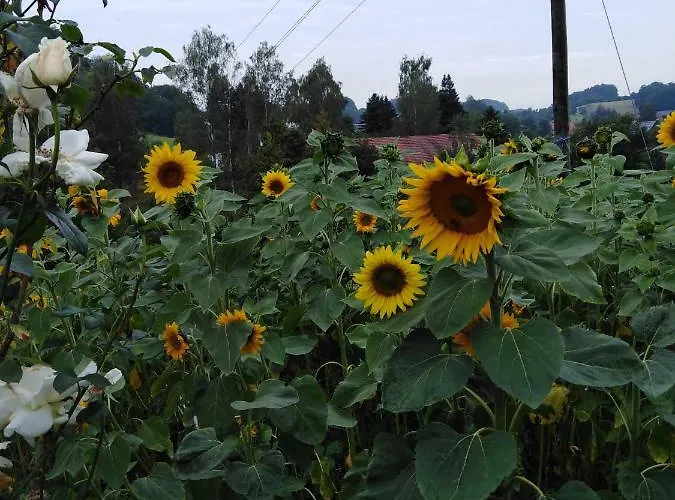 Landpension Haupt 3* Sebnitz