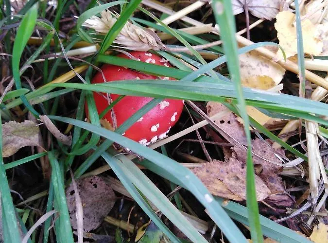 Gasthuis Landpension Haupt Sebnitz